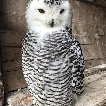 Th - Park Des Dolomites Borca di Cadore