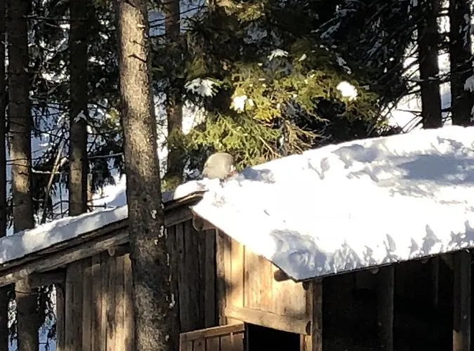 Th - Park Des Dolomites 호텔 보르카디카도레