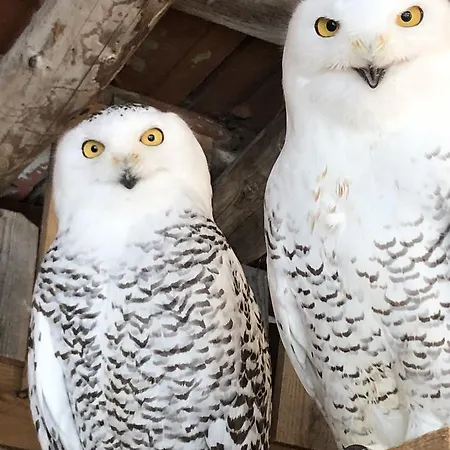 ホテル Th - Park Des Dolomites 3*